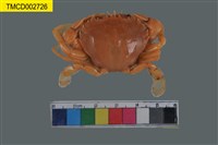 藏品(細點圓趾蟹)的圖片